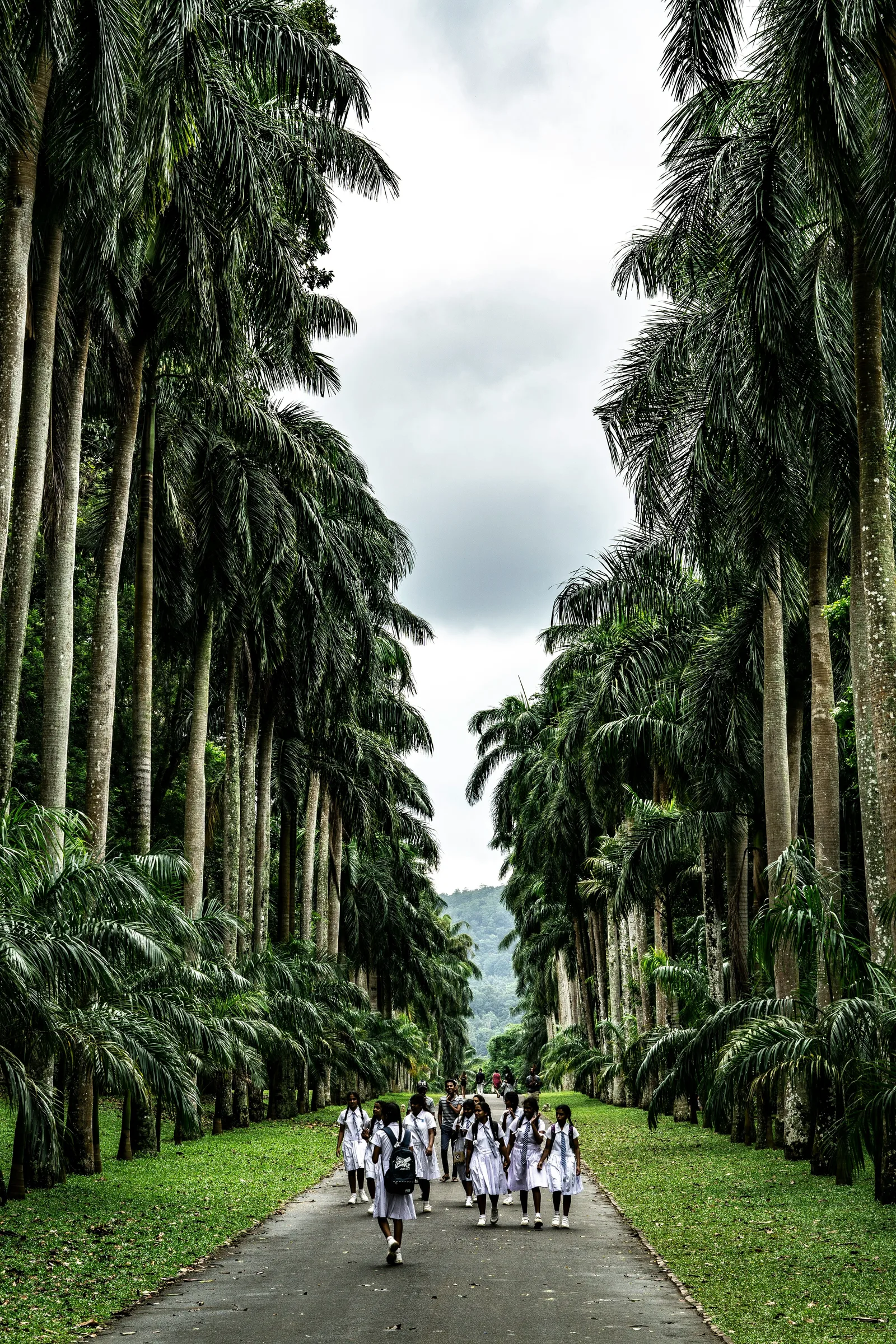 Lush tropical palm avenues of Royal Botanical Gardens Peradeniya